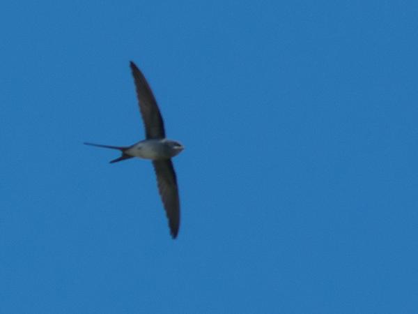 <h3><a href="/trips/srilanka/biota/animalia/chordata/aves/033 apodiformes/002 hemiprocnidae/hemiprocne coronata/hemiprocne coronata-nl.html">Hemiprocne&nbsp;coronata</a> / Crested&nbsp;treeswift / Gekroonde&nbsp;boomgierzwaluw</h3>NIKON D500 met AF-S Nikkor 300mm f/2.8G IF-ED VR II, 1/3200 sec  bij F6.3, ISO 320, afstand 44.6&nbsp;m